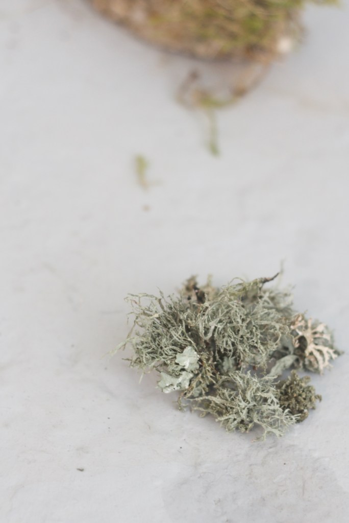 clump of grey-green tufty lichen